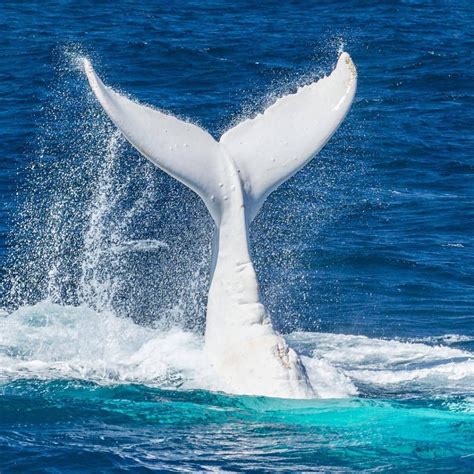 Unusual whale. Things To Know About Unusual whale. 